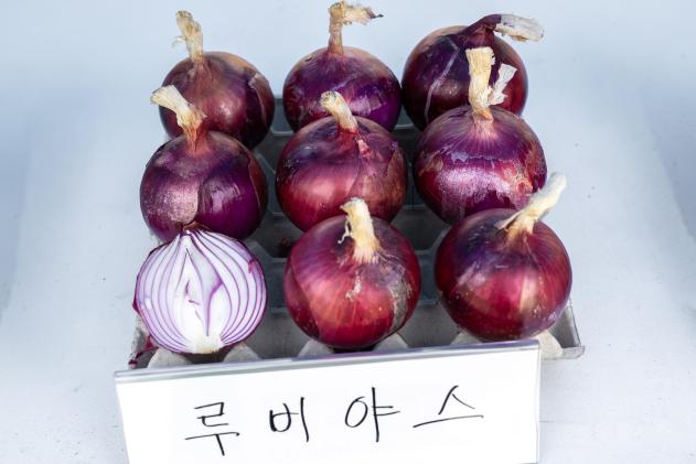 제24회 월악산 송계양파축제 의 사진