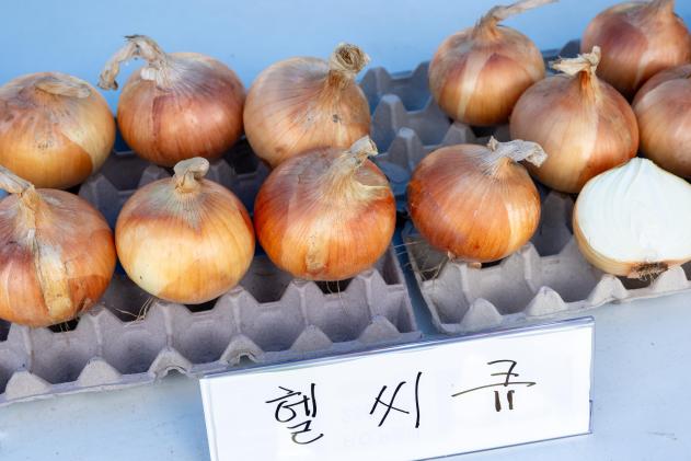 제24회 월악산 송계양파축제 의 사진