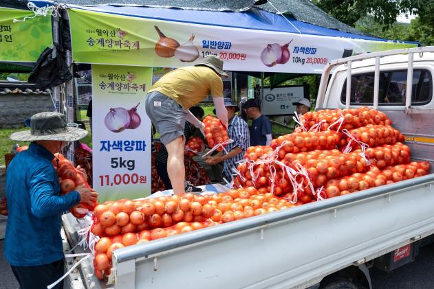 제24회 월악산 송계양파축제 의 사진